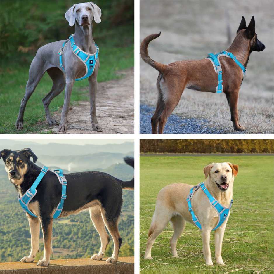 HANK No Pull 3M Reflective Dog Harness Sky Blue – HankPets HANK