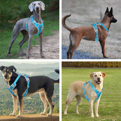 Harness for dog
