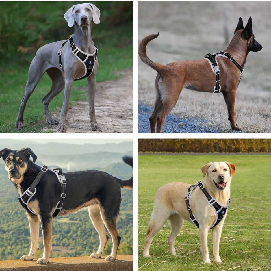 Puppy belt