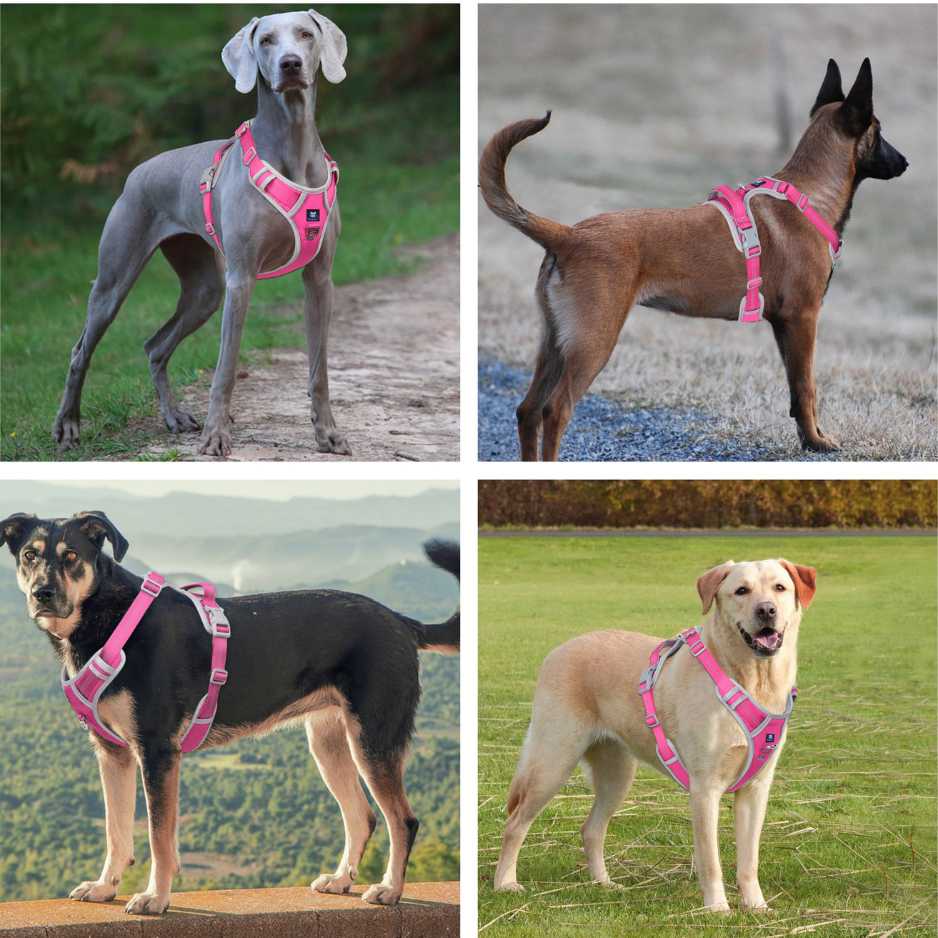 Belt for dogs