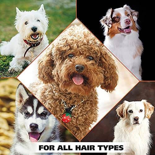 Dog Shampoo