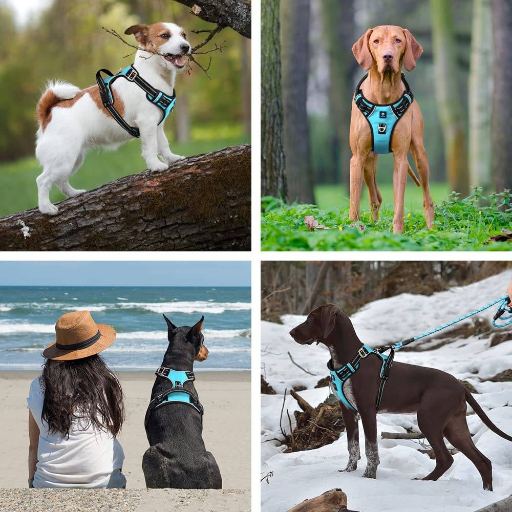 Hank Harness For Dog