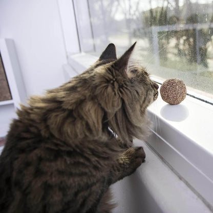 CATNIP