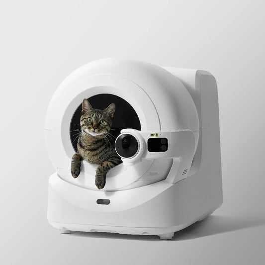 A tabby cat looking out from a round white automatic self-cleaning litter box.