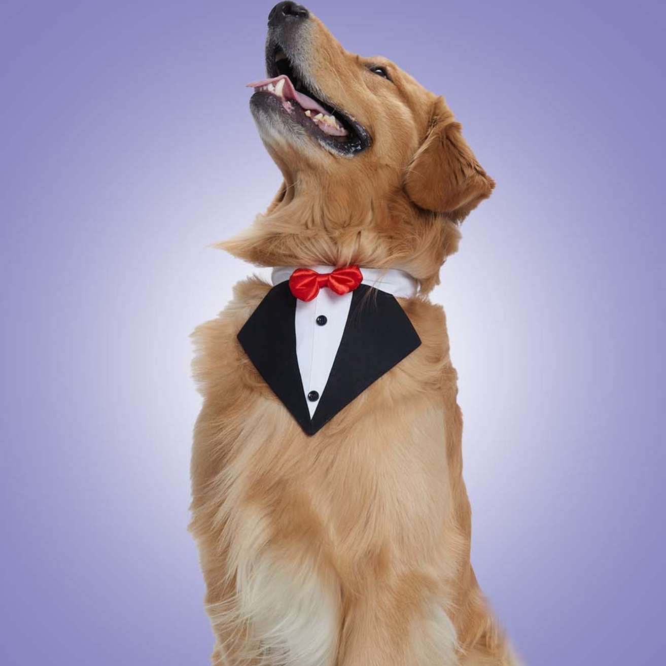 Black Tux Bandana – Stylish & Elegant Pet Accessory