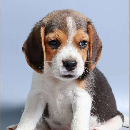 Beagle Puppy