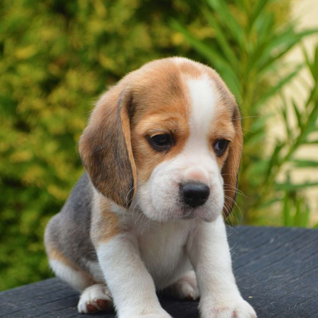 Beagle Puppy