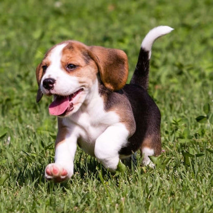 Beagle Puppy