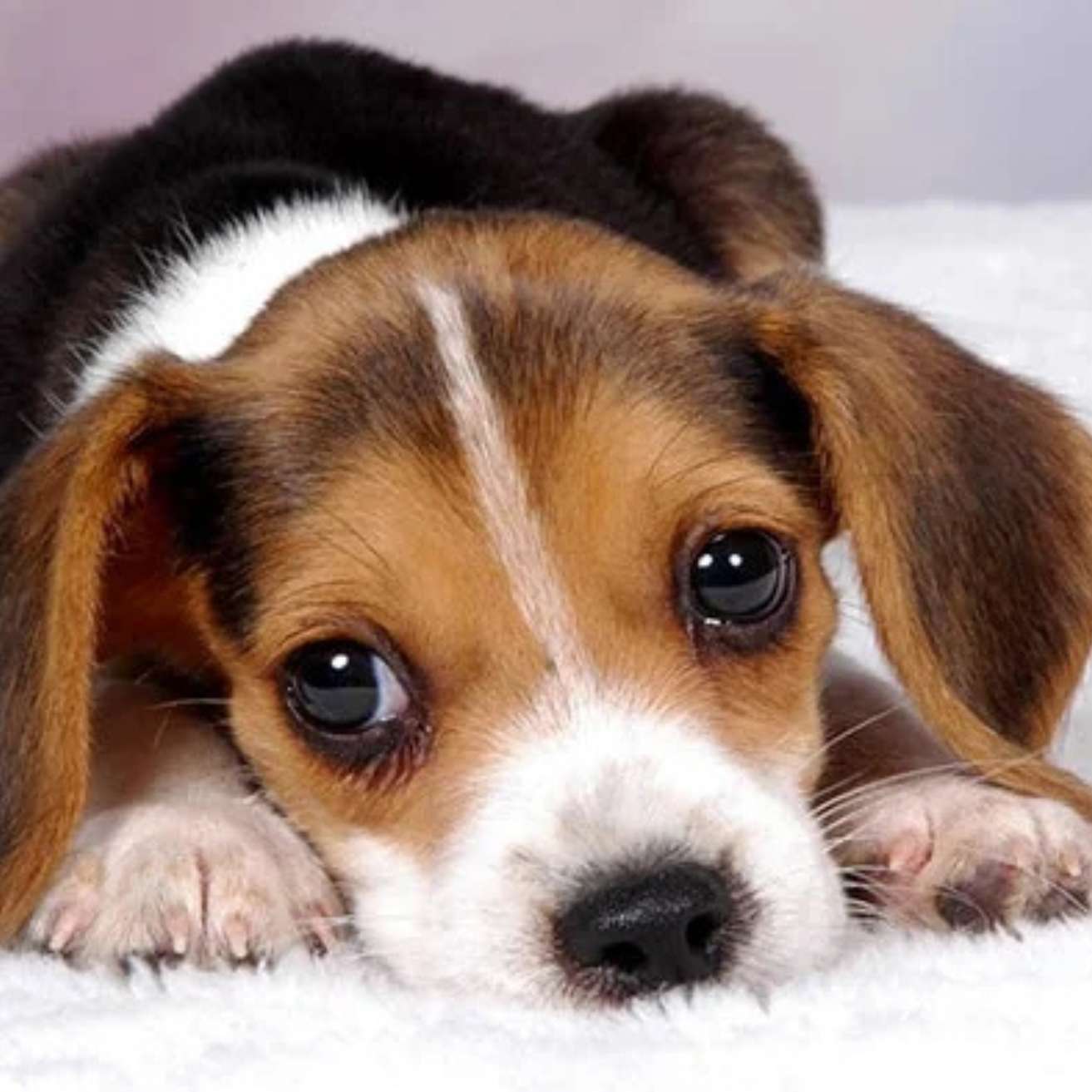 Beagle Puppy