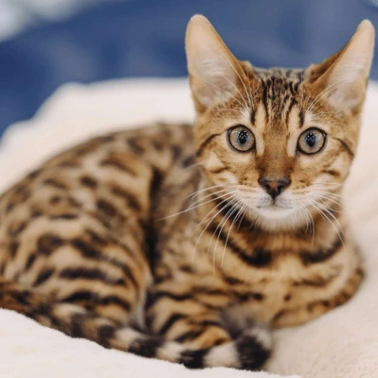 Bengal Kitten