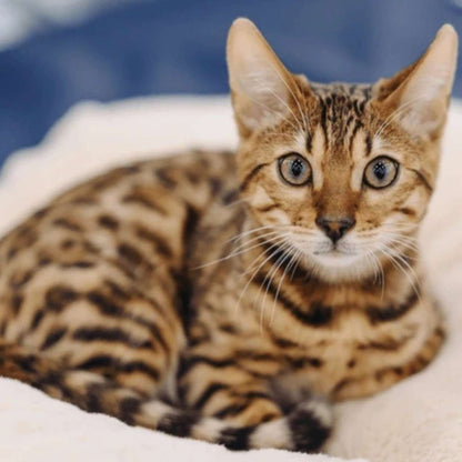 Bengal Kitten