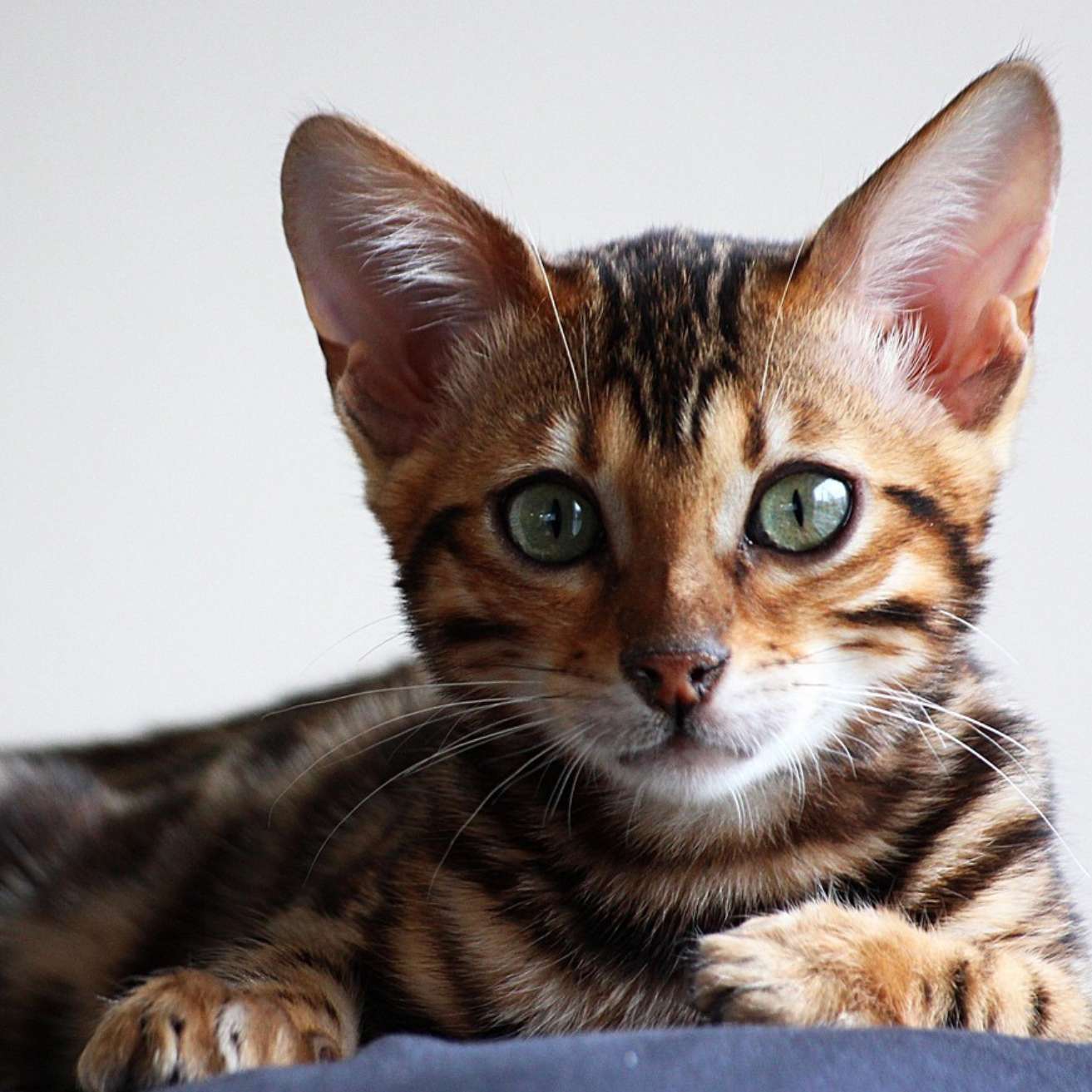 Bengal Kitten