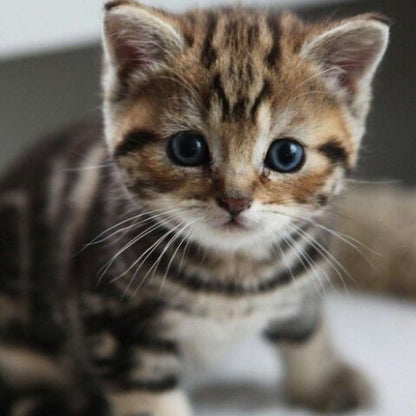 Bengal Kitten