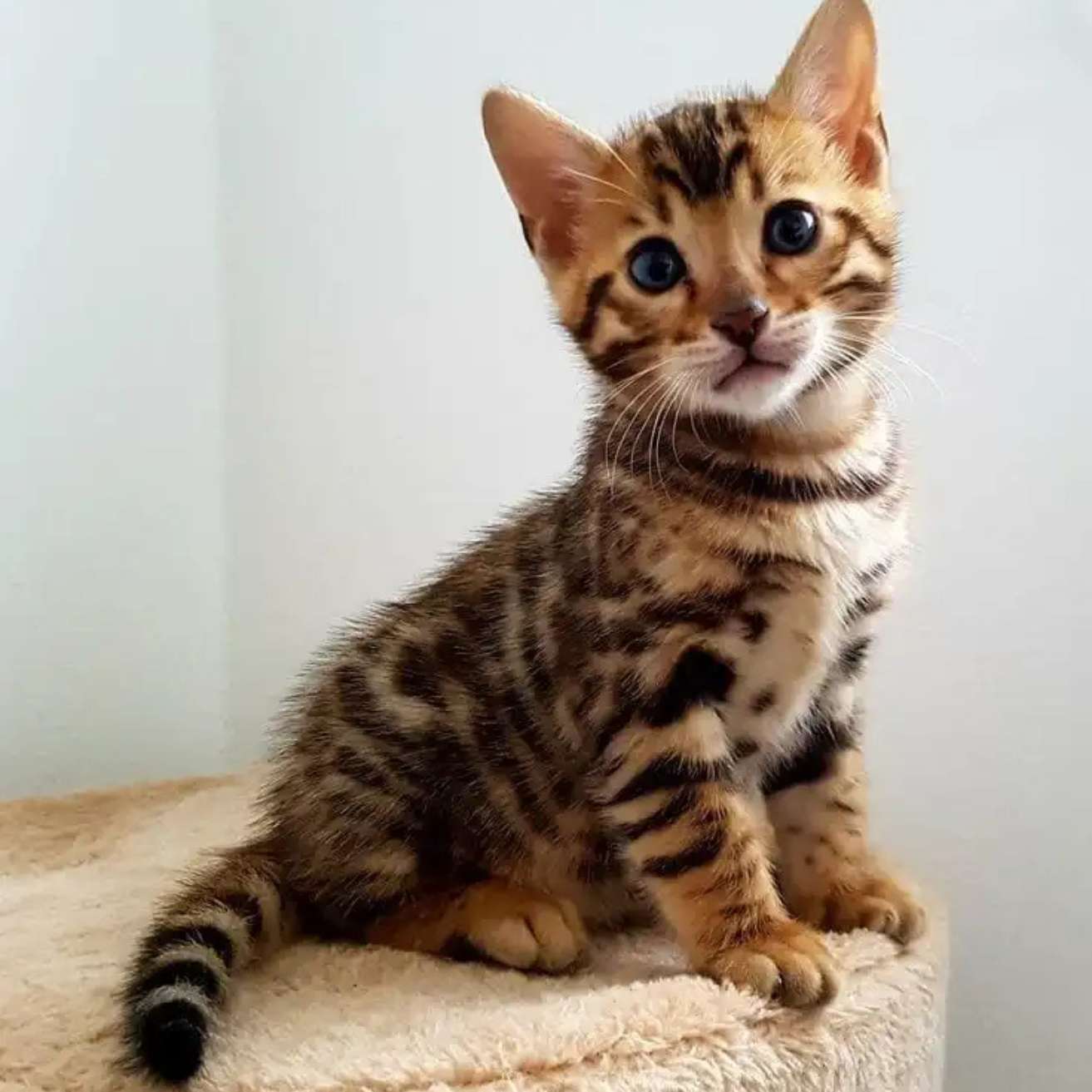 Bengal Kitten