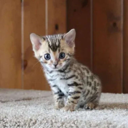 Bengal Kitten