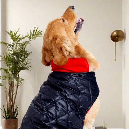 Black Luxe Quilted Pet Jacket with Red Collar | Stylish Winter Coat