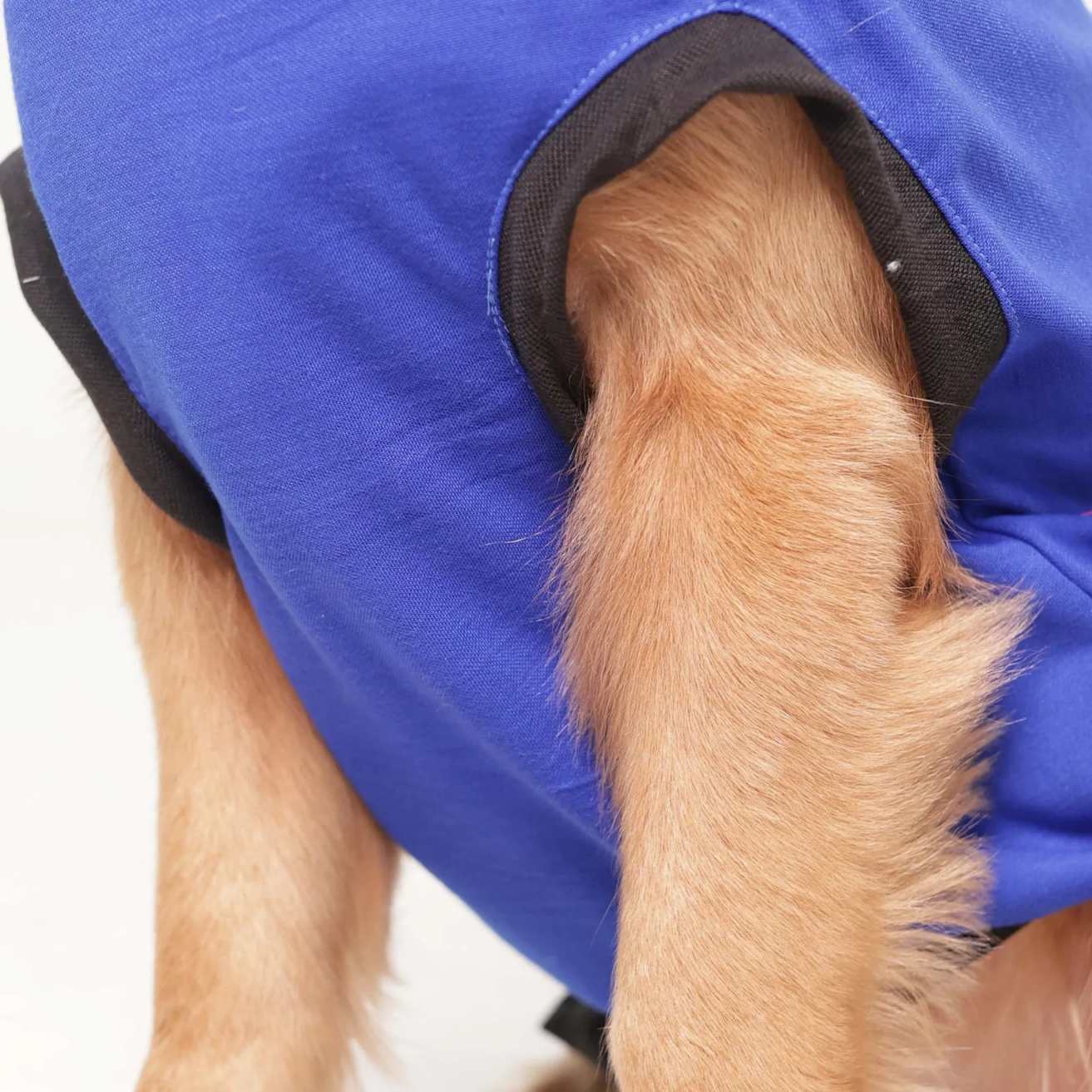 I Give Free Kisses Printed Dog T-Shirt | Cute Casual Wear (Blue)