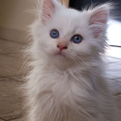 Blue Eyes Kitten