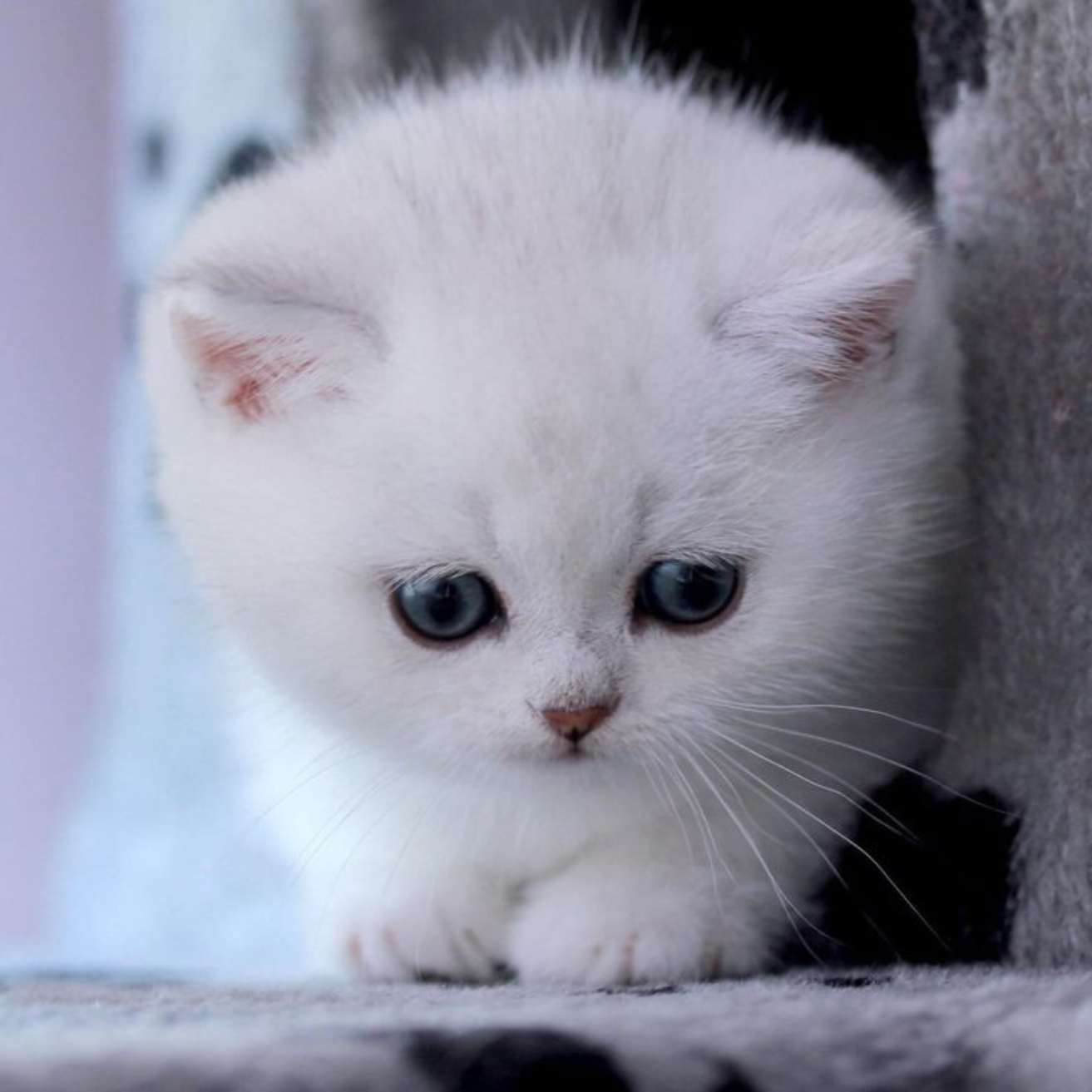 Blue Eyes Kitten
