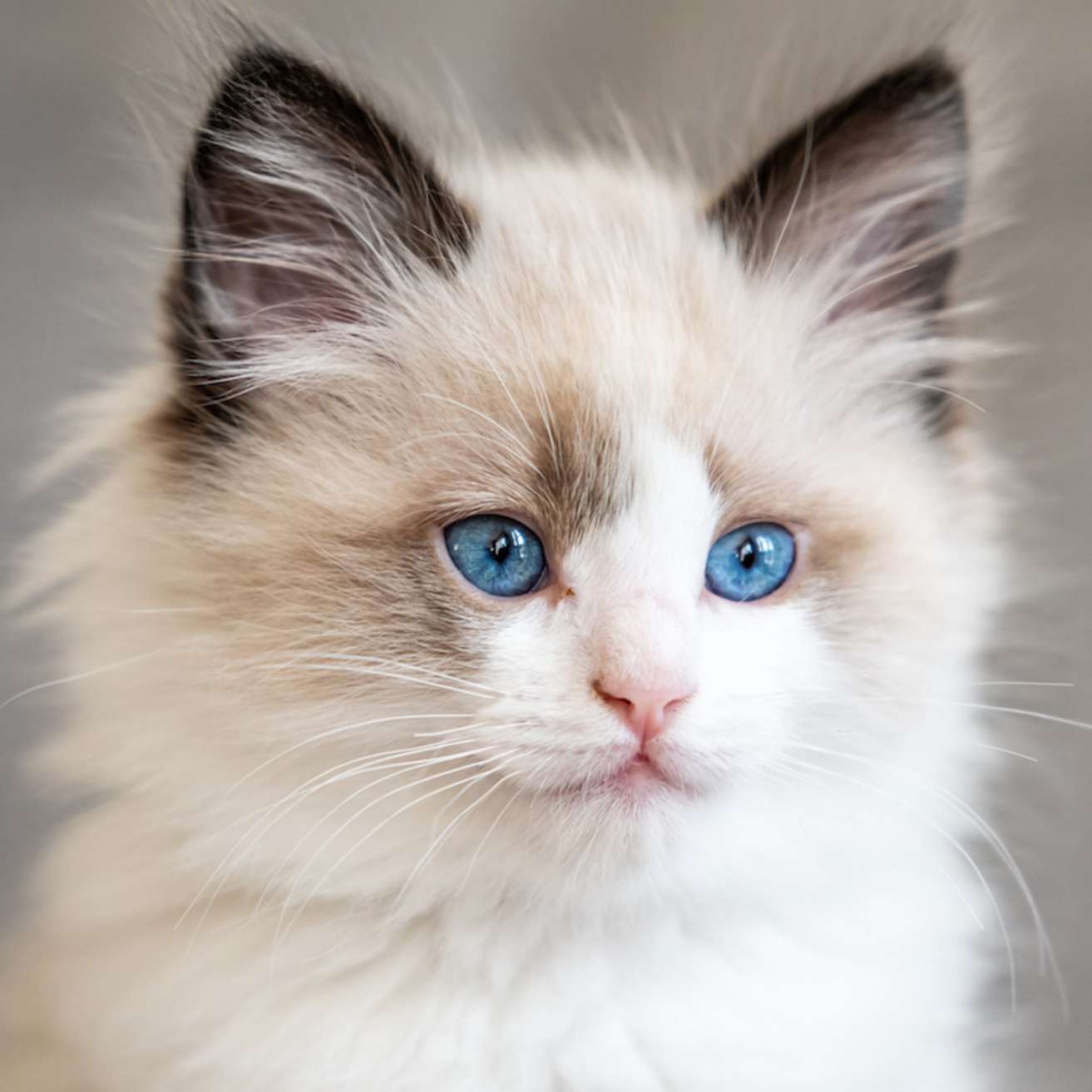 Blue Eyes Kitten