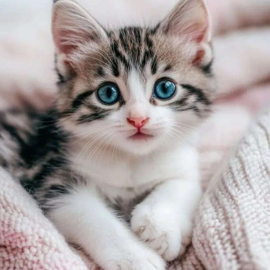 Blue Eyes Kitten