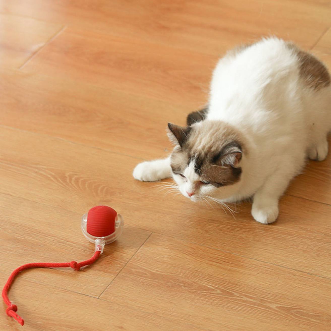 Rolling Fun Ball | Smart Interactive Pet Toy for Dogs & Cats