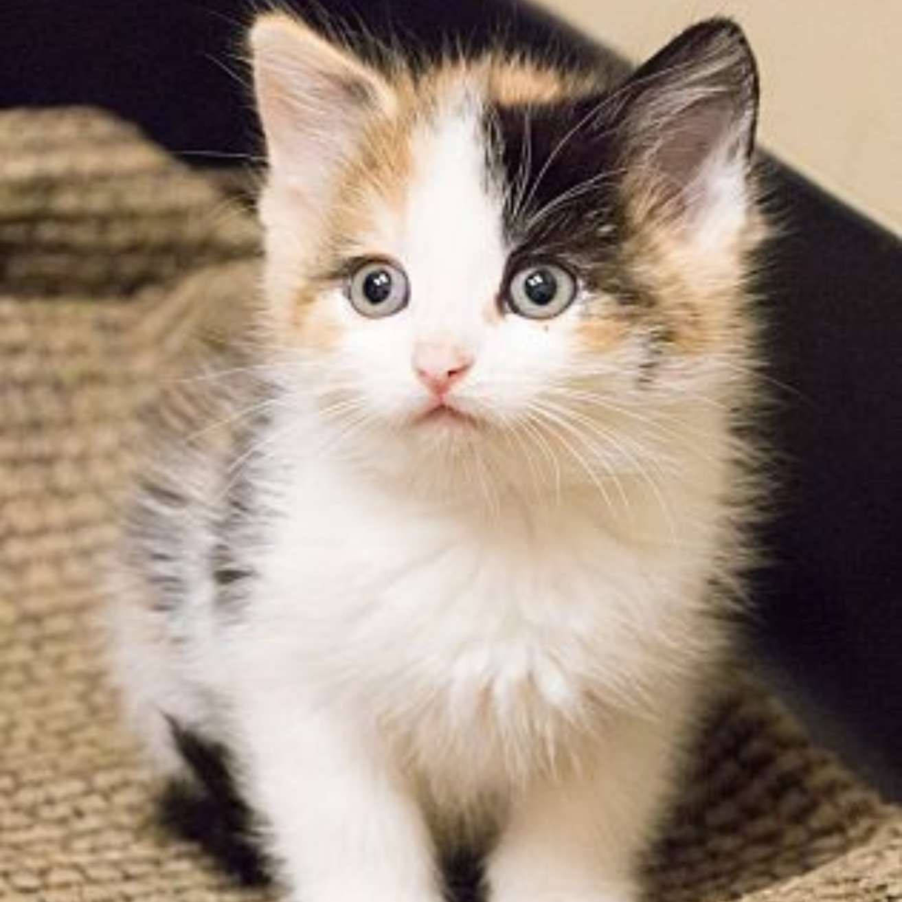 Charming Calicos Kitten