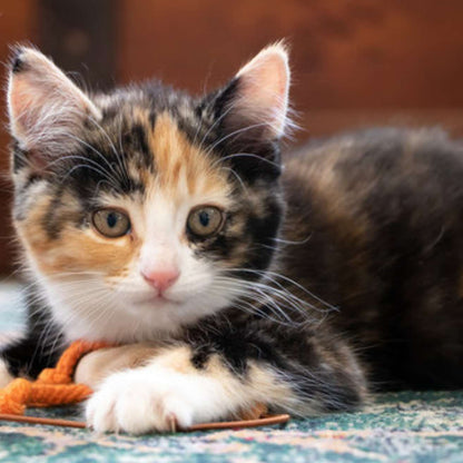 Charming Calicos Kitten