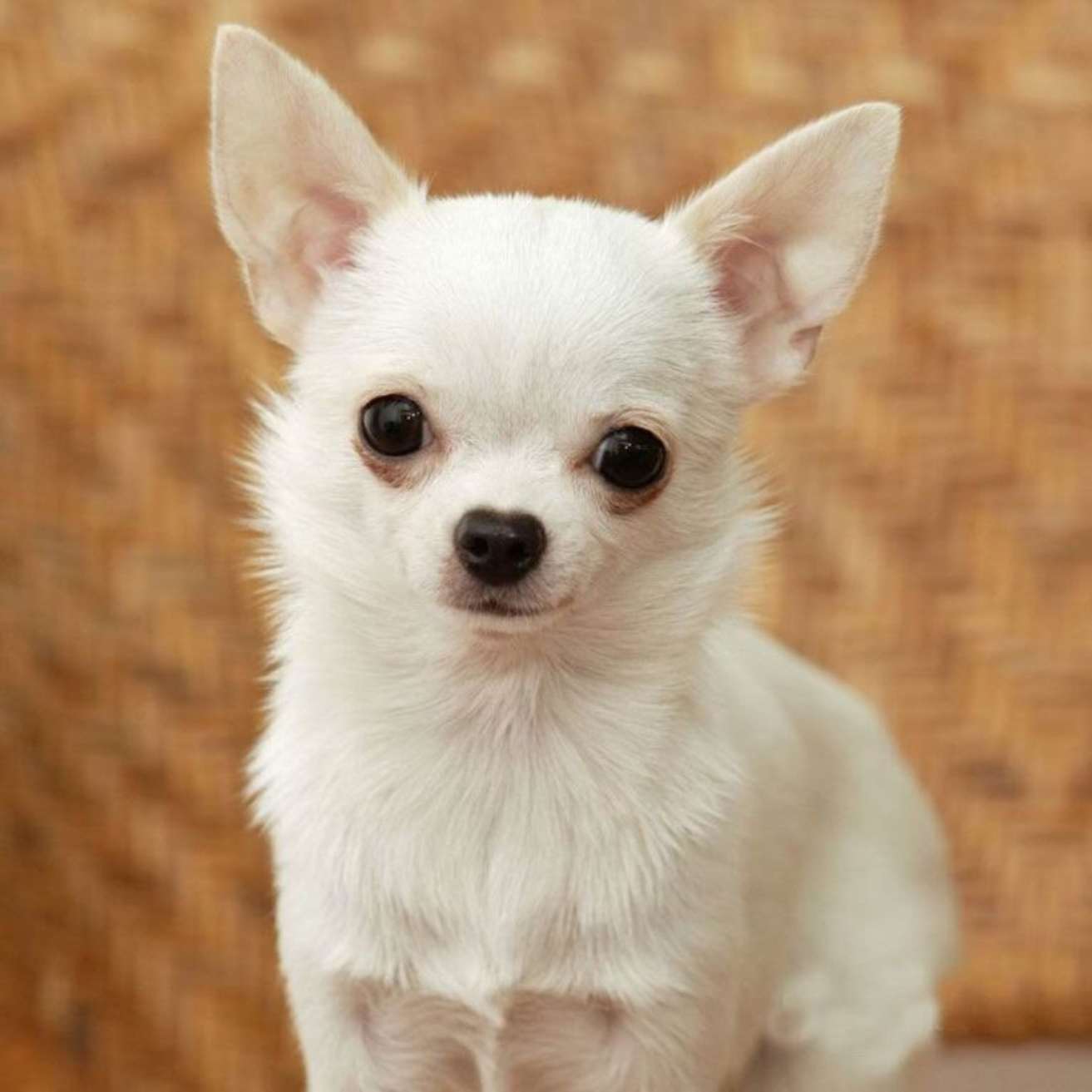 Chihuahua Puppy