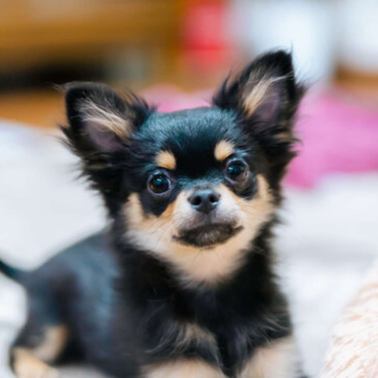 Chihuahua Puppy