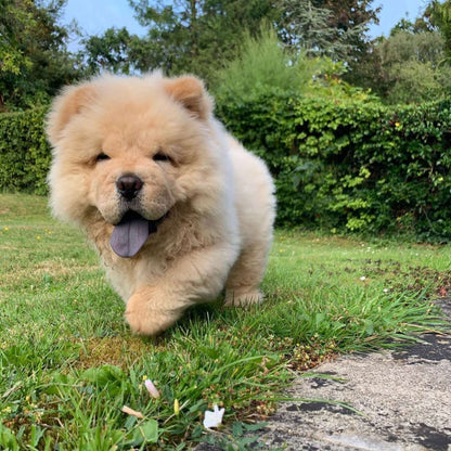 Chow Chow Puppy