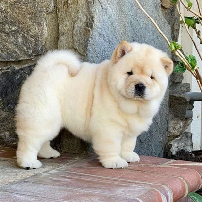 Chow Chow Puppy