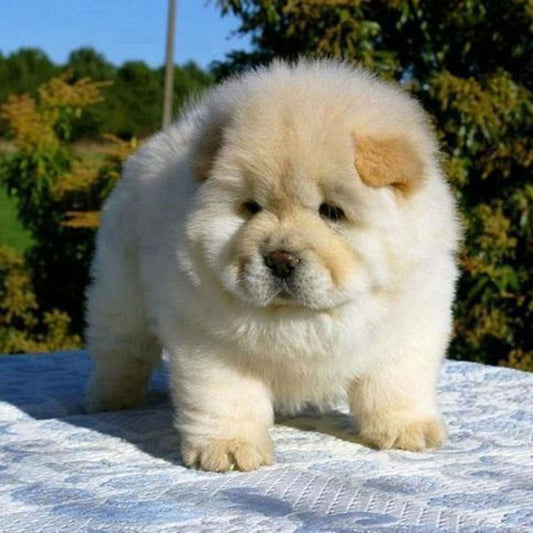 Chow Chow Puppy
