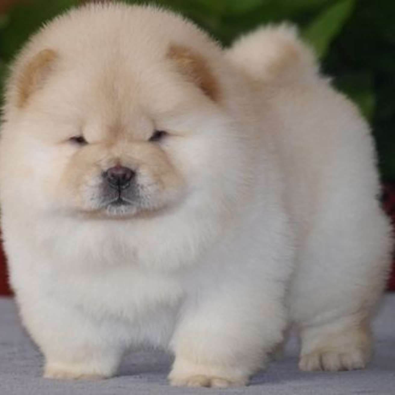 Chow Chow Puppy