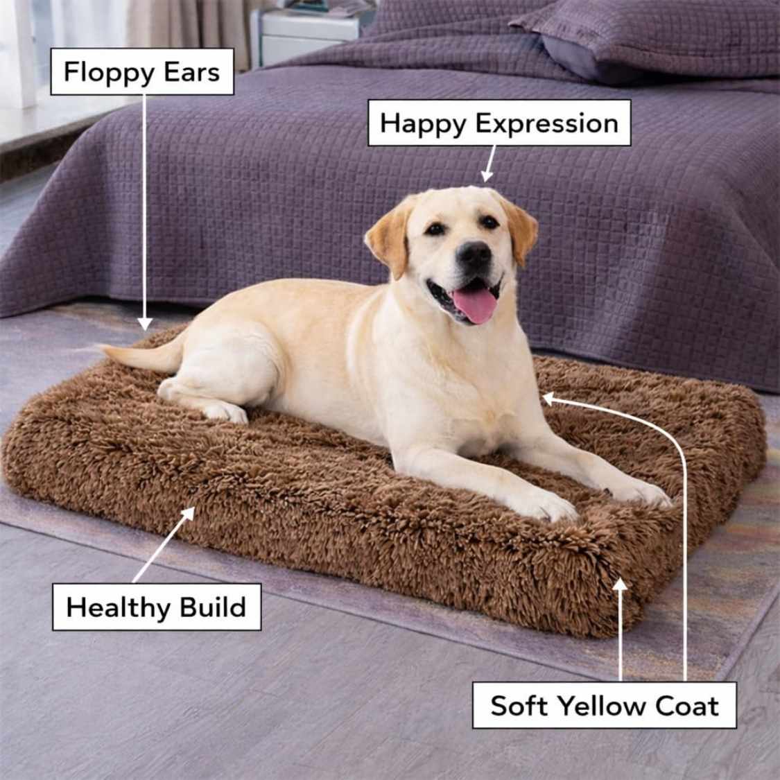 High Density Foam Dog Bed | Washable Anti Slip Brown (Large)