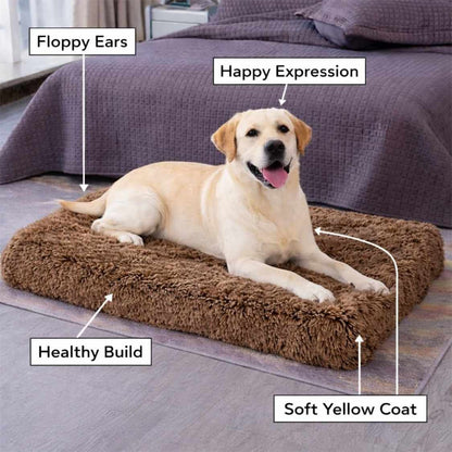 High Density Foam Dog Bed | Washable Anti Slip Brown (Large)