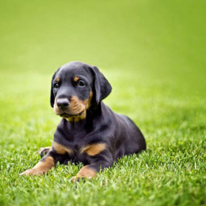 Dobermann Puppy