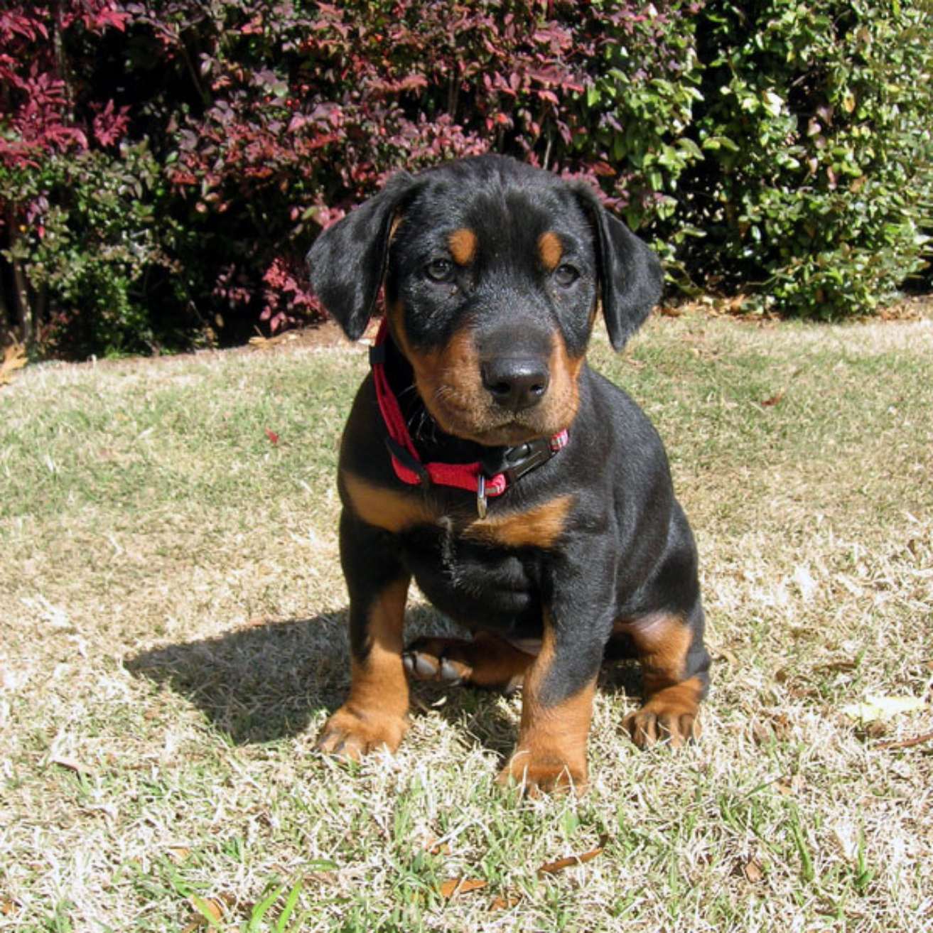 Dobermann Puppy