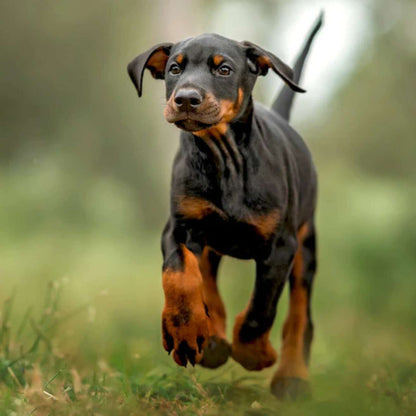 Dobermann Puppy