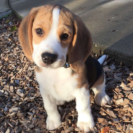 Beagle Puppy
