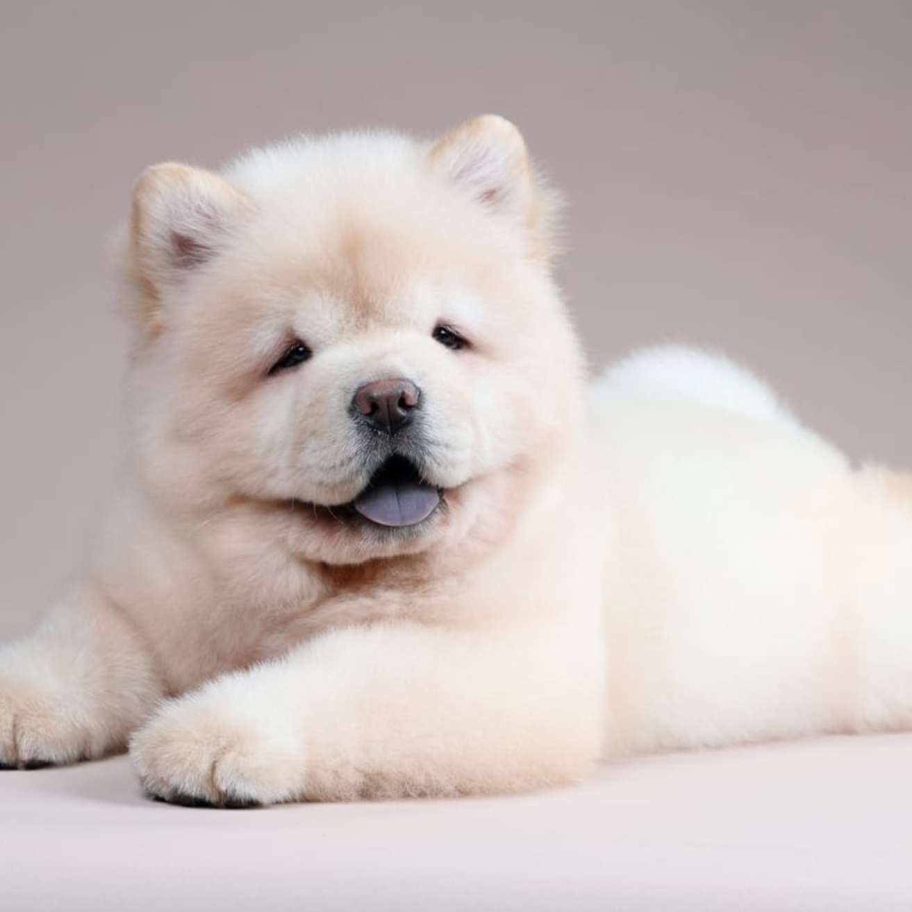 Chow Chow Puppy