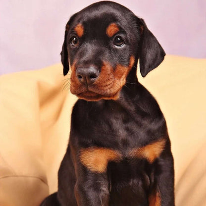 Dobermann Puppy