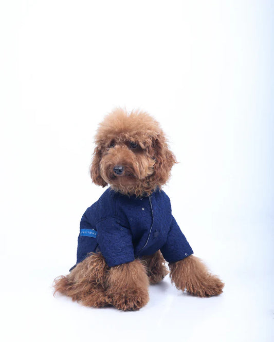 Royal Blue Dog Sherwani