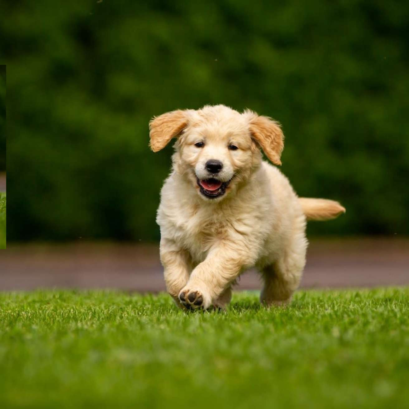 Golden Retriever Puppy