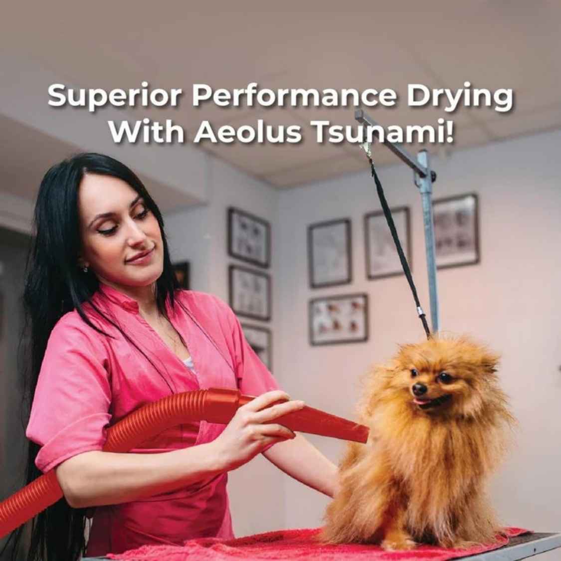 Tsunami Pet Dryer | Single Motor Dog Grooming Blower Machine