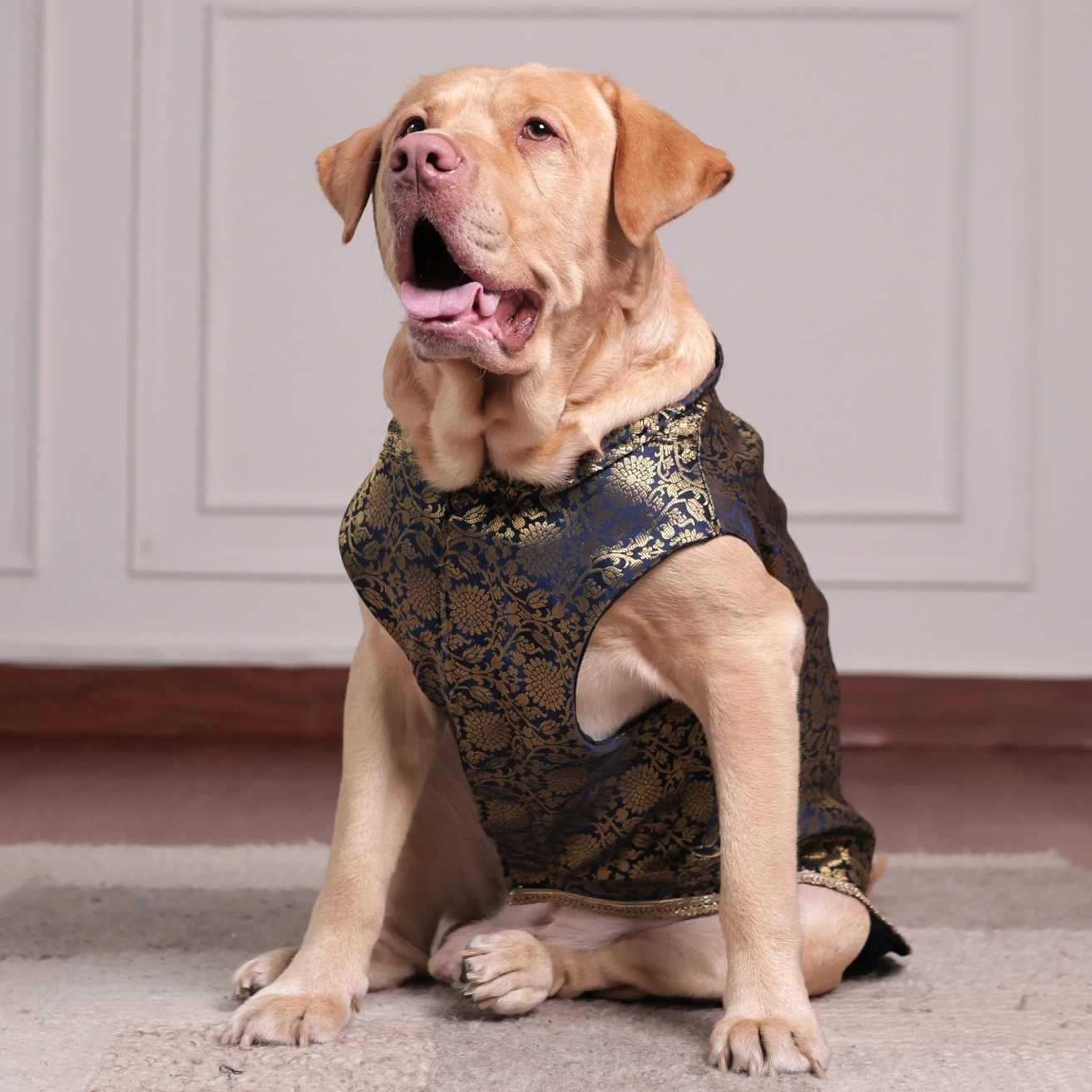 Royal Brocade Dog Kurta | Luxury Wedding & Festive Ethnic Wear (Navy & Gold)
