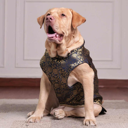 Royal Brocade Dog Kurta | Luxury Wedding & Festive Ethnic Wear (Navy & Gold)
