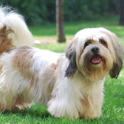 Lhasa Apso Puppy