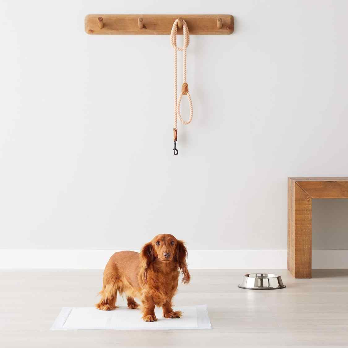 Dog & Cat Pee Pads 60x60 Cm | 5 Layer Super Absorbent, Leak Proof (Pack Of 20)