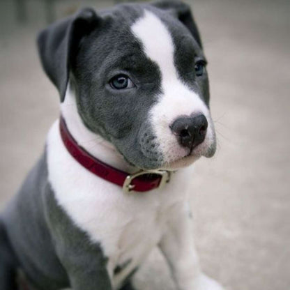 Pit Bull Puppy